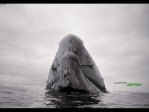 Greenpeace Ballena