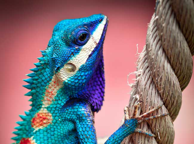 Cómo optimizar imágenes para SEO y redes sociales