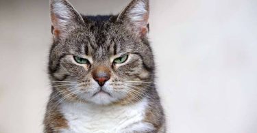 ejemplos de mal servicio al cliente