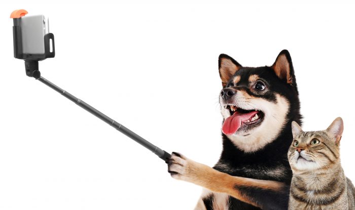 elegir imágenes para tu contenido - perro selfie
