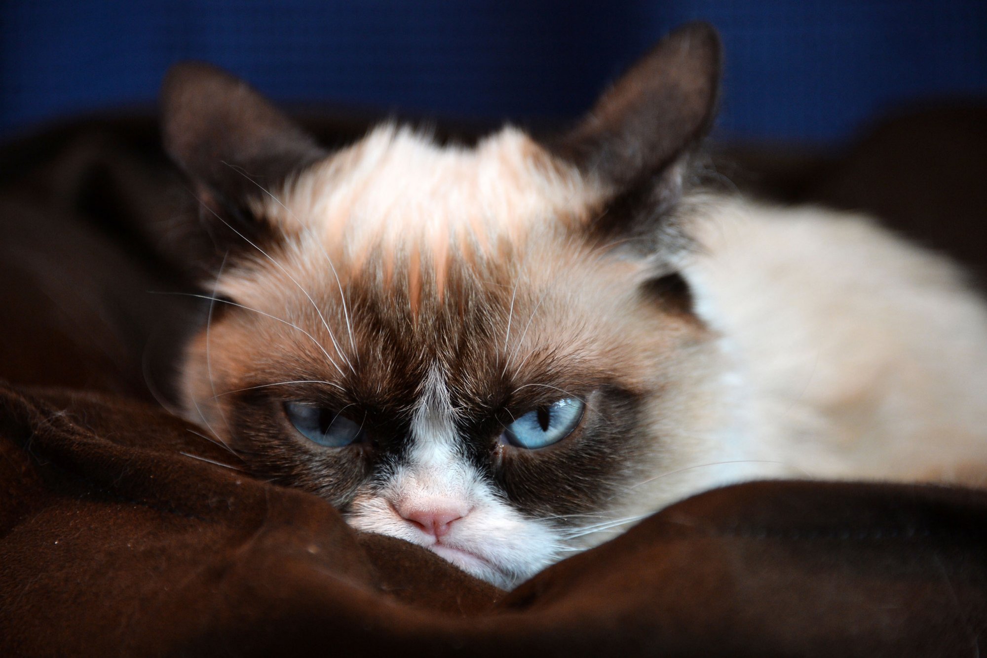 animales influencers - Grumpy Cat