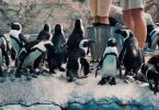 pingüino Purps